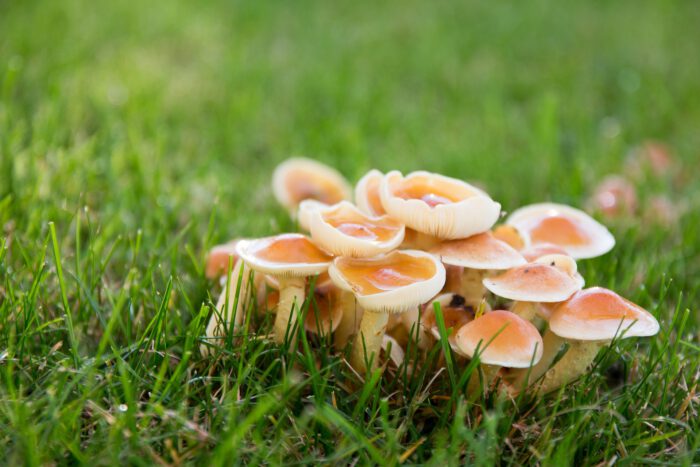 paddenstoelen in gazon
