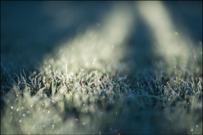 Graszoden leggen in de winter
