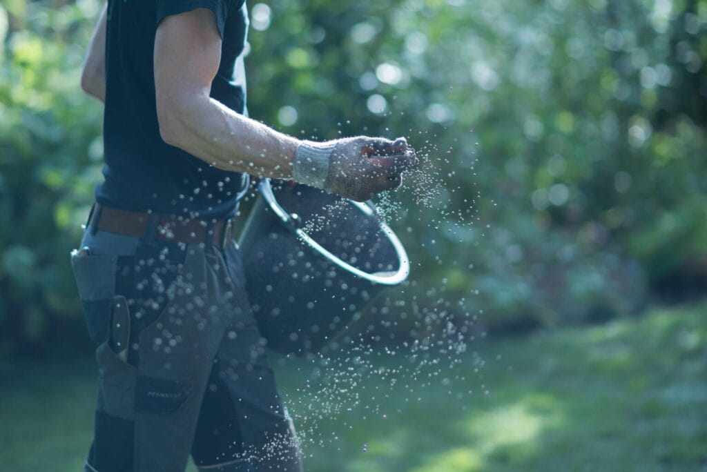 Bemesting wordt door een medewerker met de hand over het gras gestrooid
