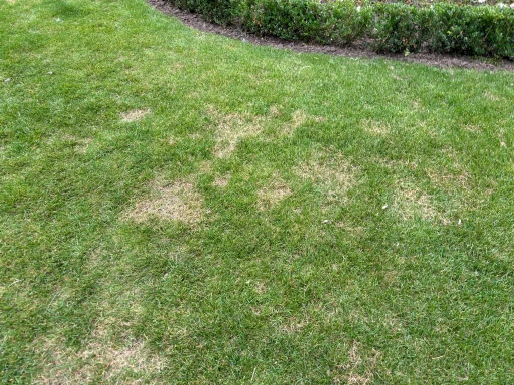 Gazon met droogteplekken