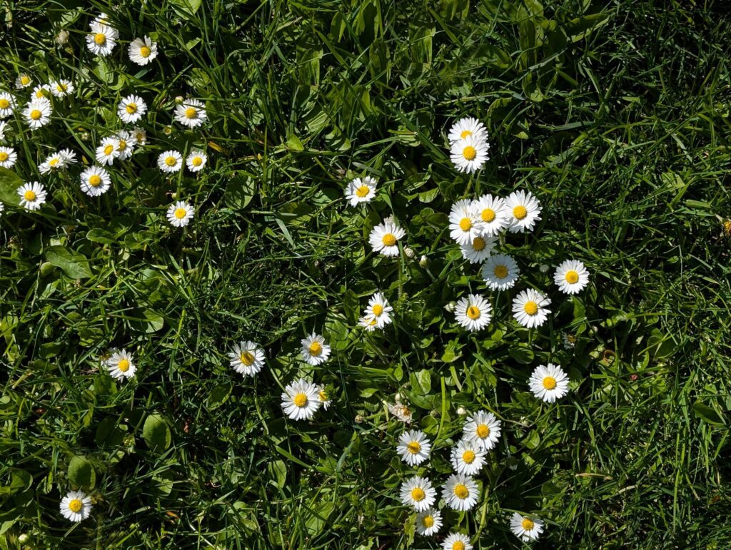 Madeliefje in gemaaid gazon tussen gras herkennen