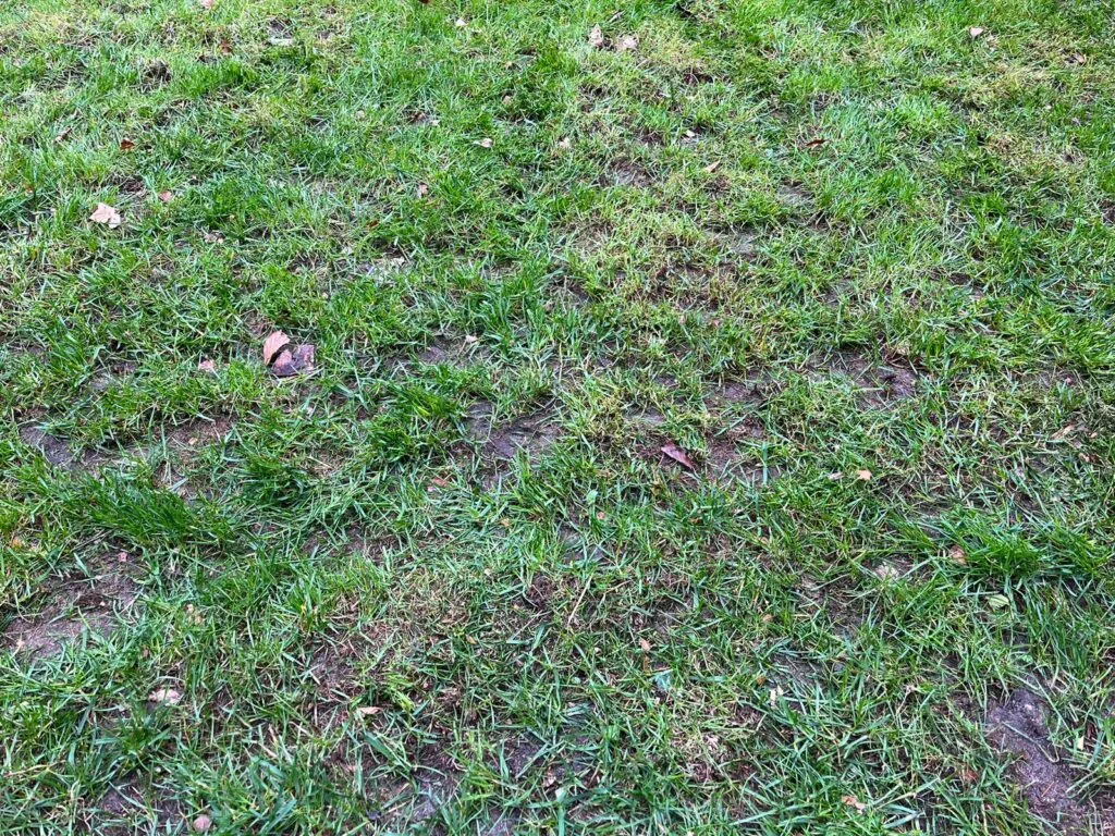 Gazon met paarden achtergrond