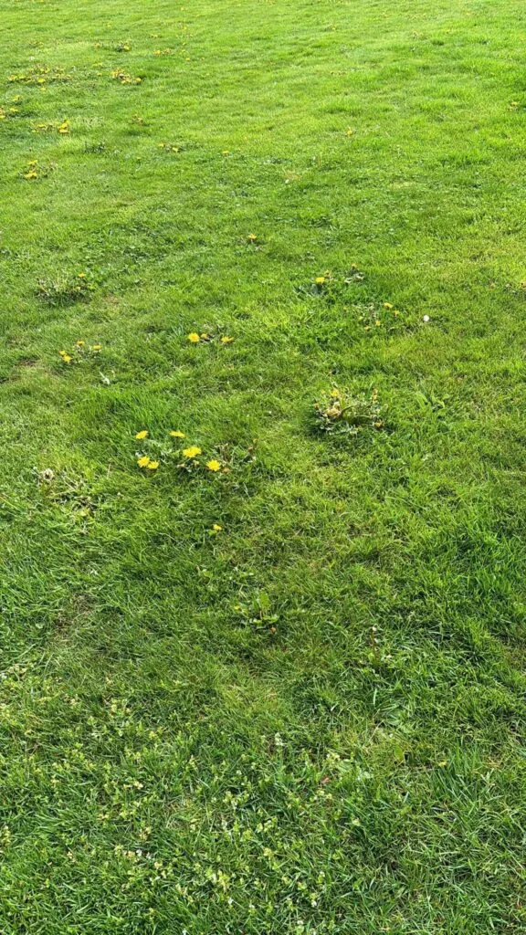 Paardenbloemen in gazon onkruid