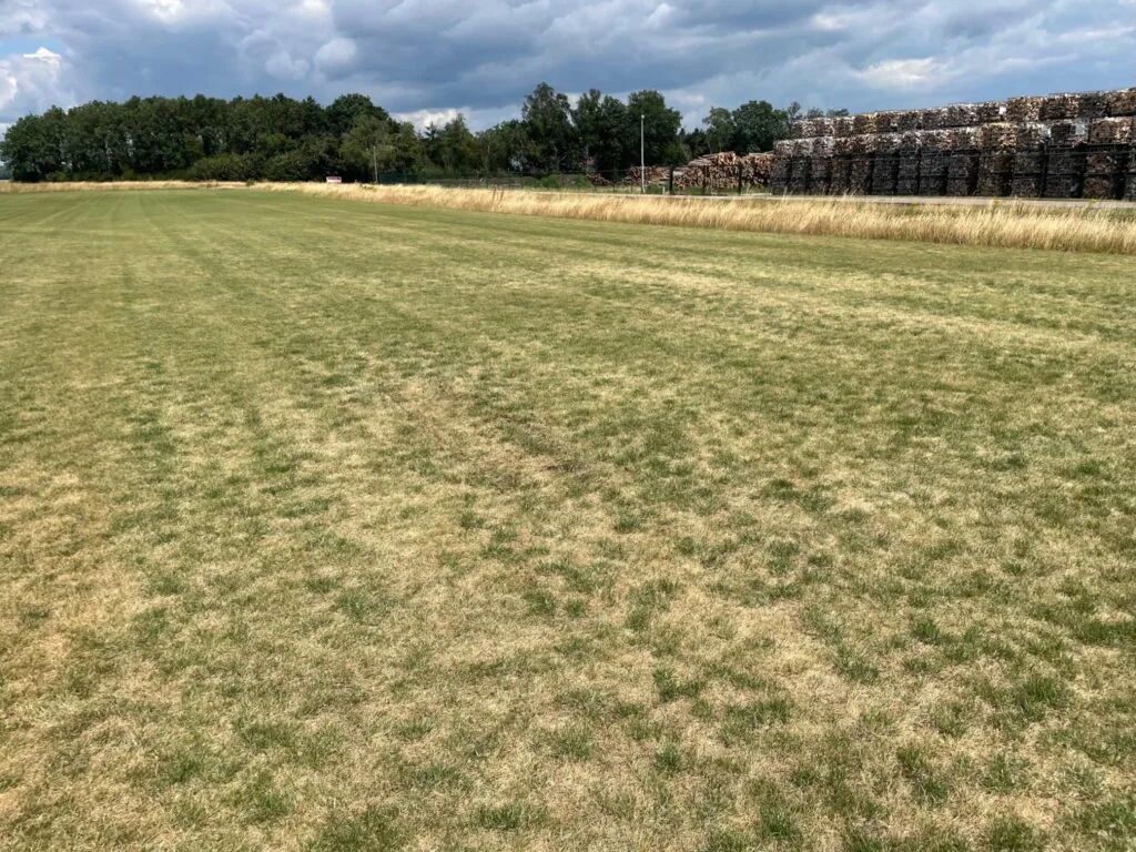 Vergeeld gazon door droogte