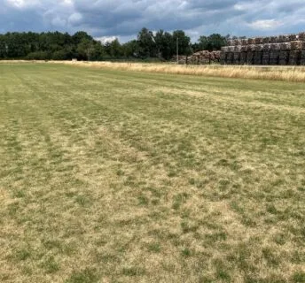 Vergeeld gazon door droogte