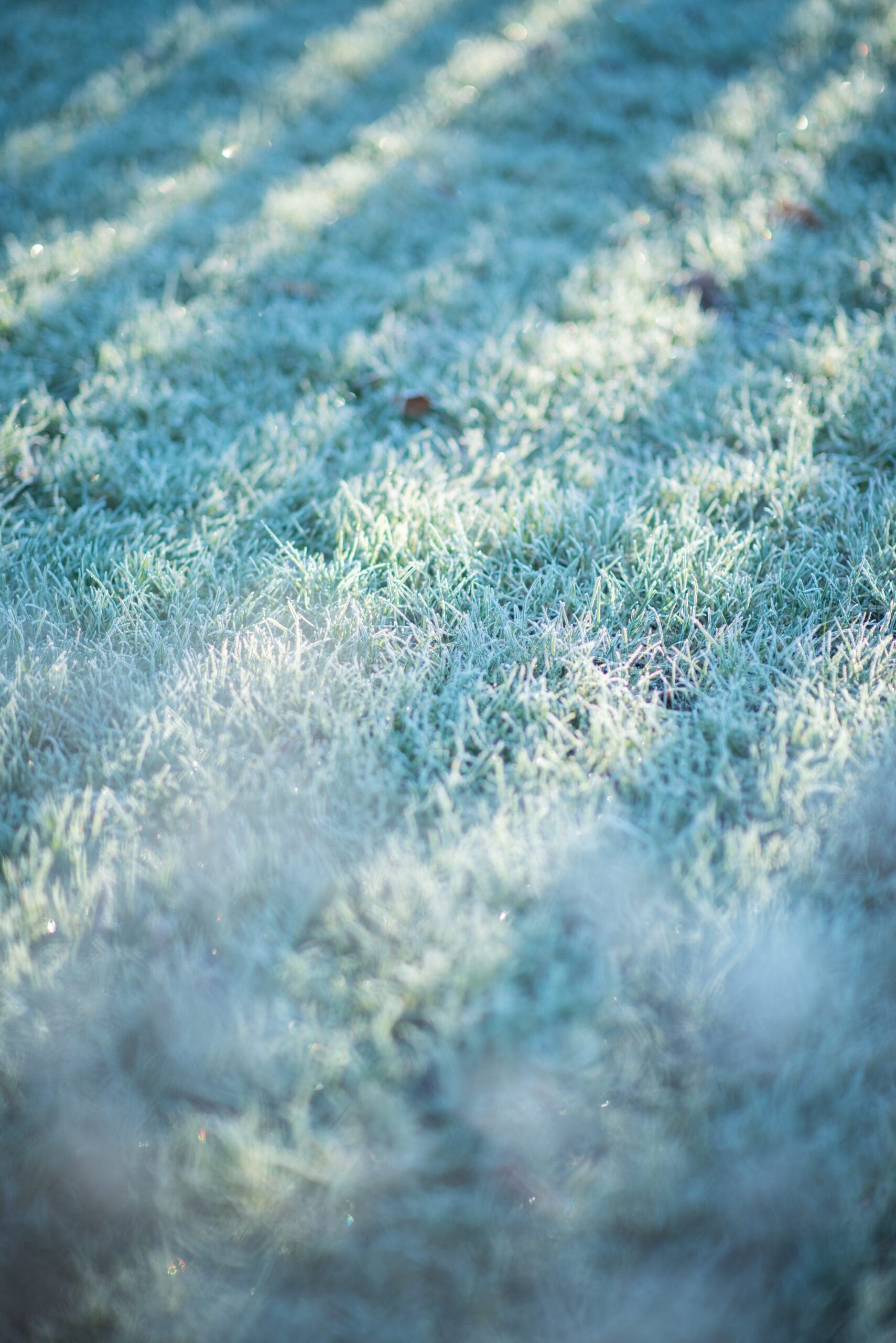 Gazon met rijp – graszoden leggen in de winter