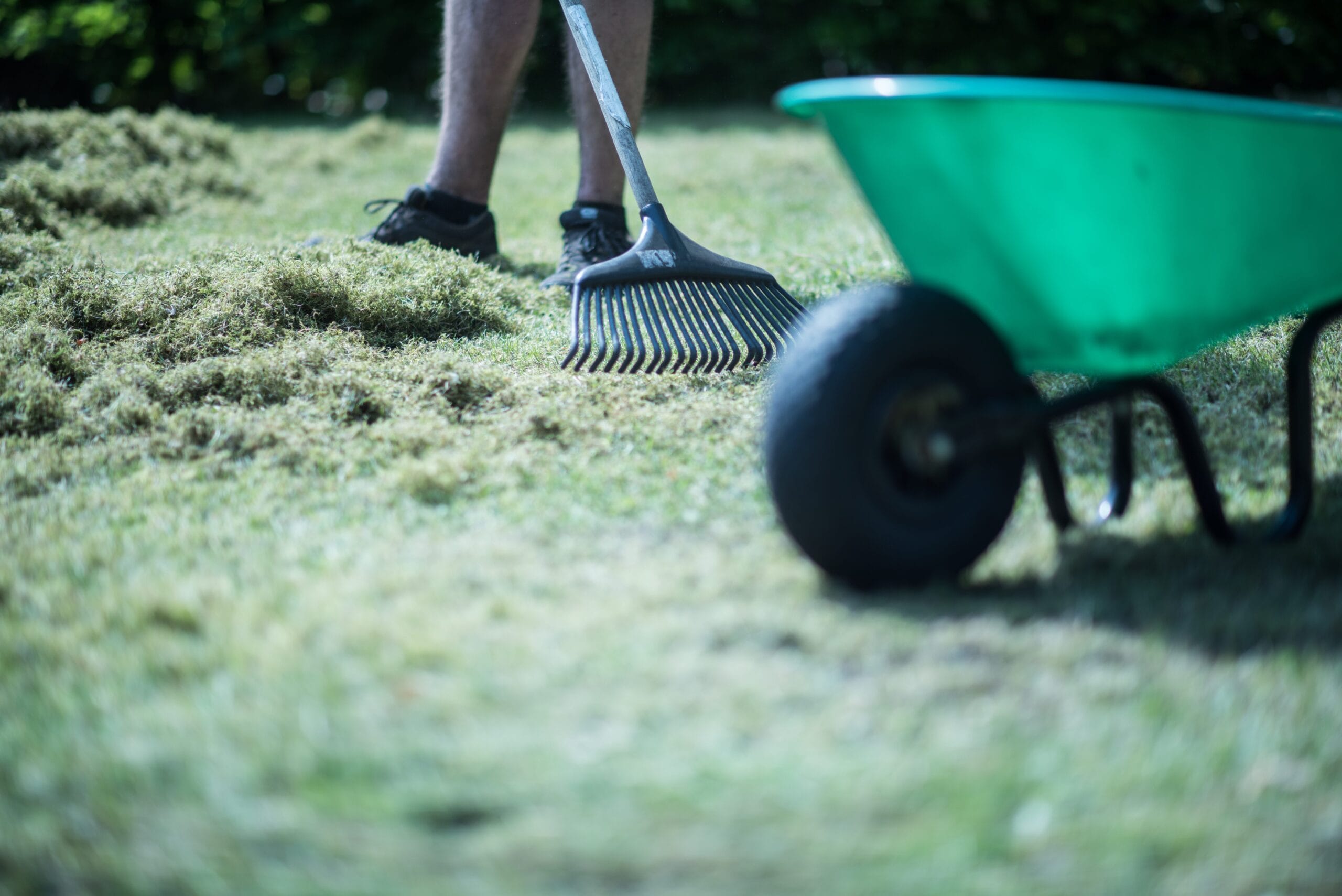 Persoon harkt vilt uit het gazon na het verticuteren