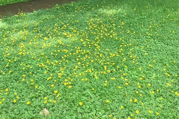 Boterbloem blad in gemaaid gazon tussen gras herkennen