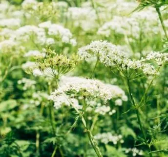 Duizendblad herkennen in het gazon - fijn geveerde zachte bladeren tussen het gras