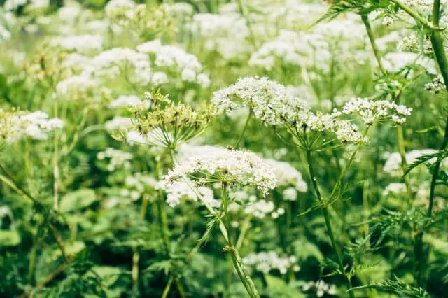 Duizendblad herkennen in het gazon - fijn geveerde zachte bladeren tussen het gras