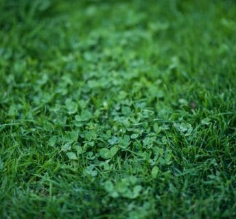 Klaver in het gazon kan weinig kwaad
