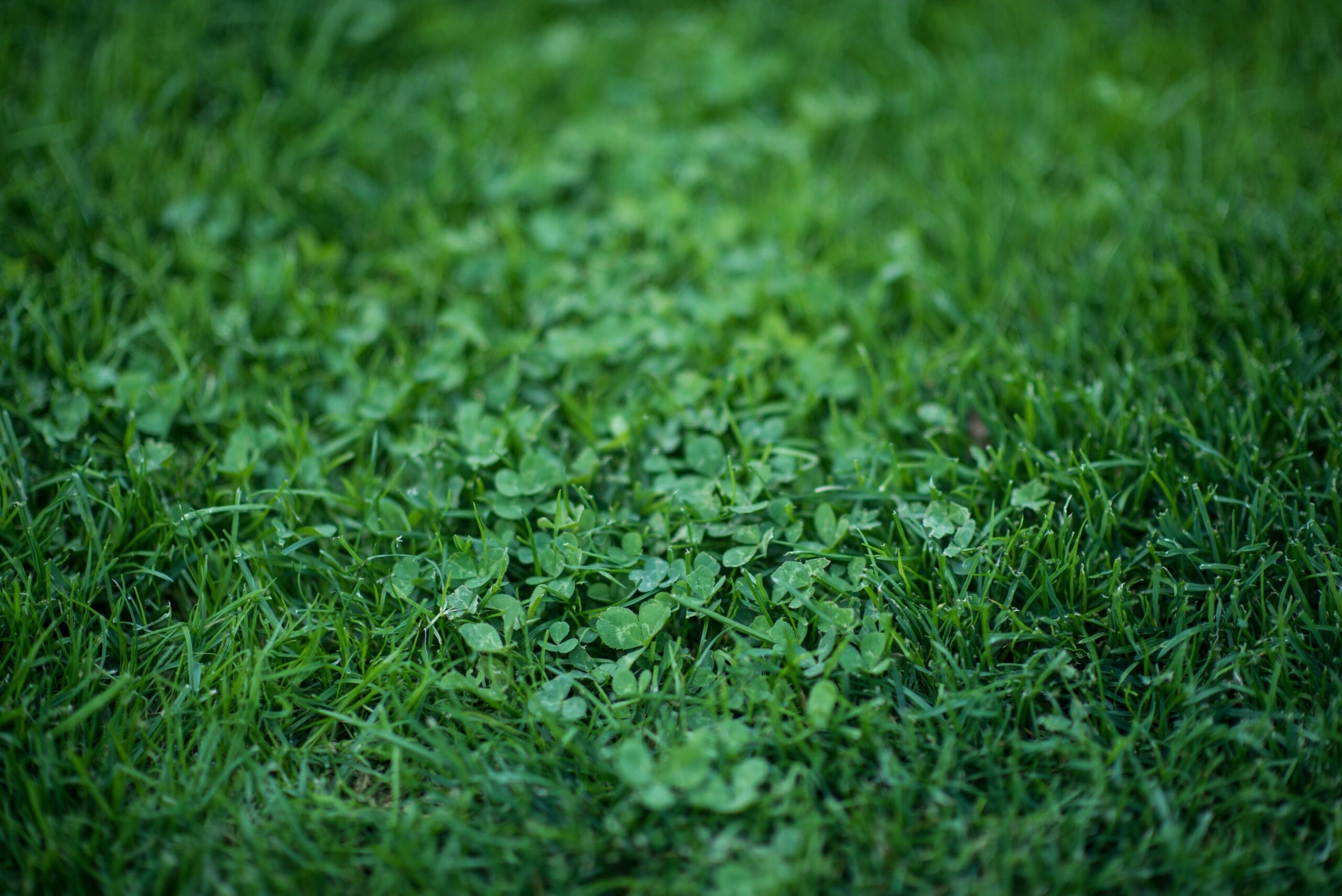 Klaver in het gazon kan weinig kwaad