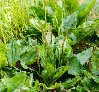 Weegbree in het gazon