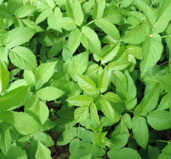 Zevenblad in het gras gazon