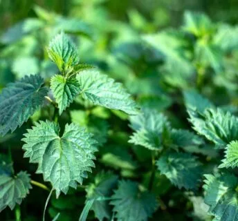 Brandnetels in een gazon