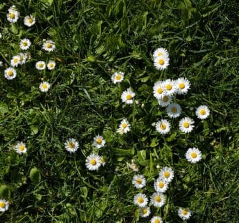 Madeliefjes in een gazon kan heel mooi staan