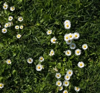 Madeliefjes in een gazon kan heel mooi staan