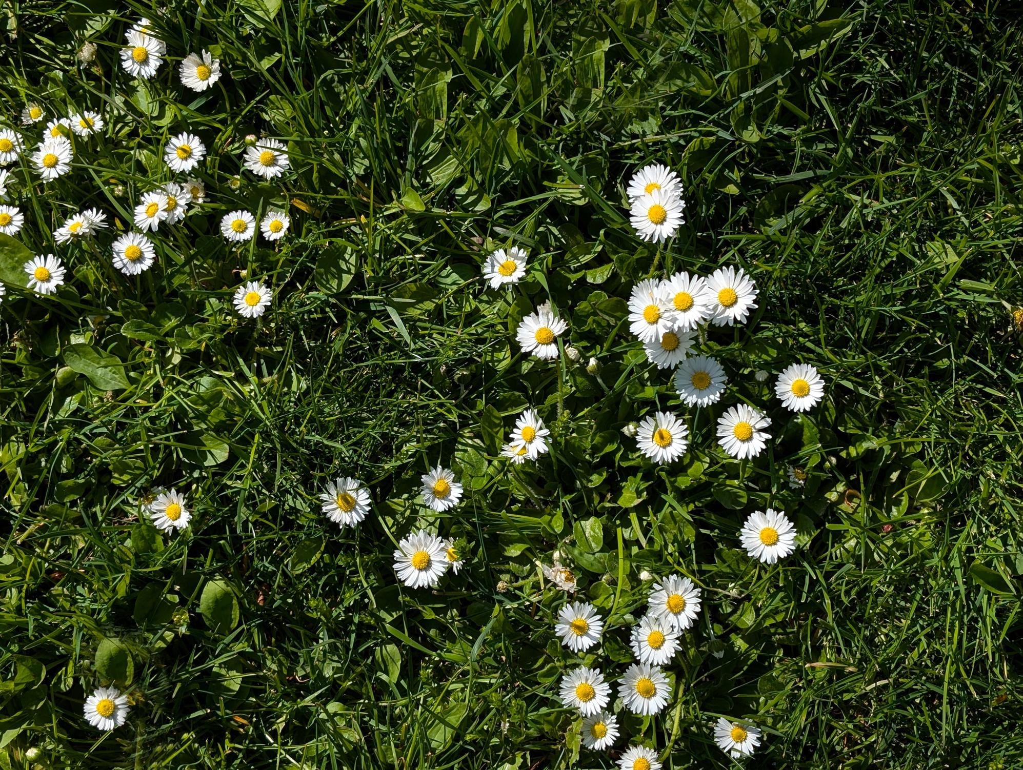 Madeliefjes in een gazon kan heel mooi staan