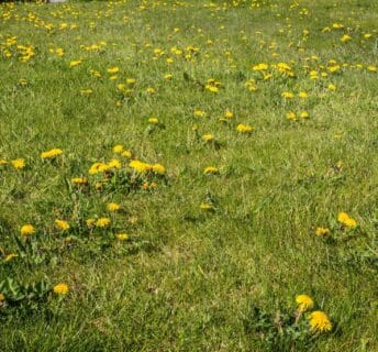 Paardenbloemen in een gazon staat erg rommelig