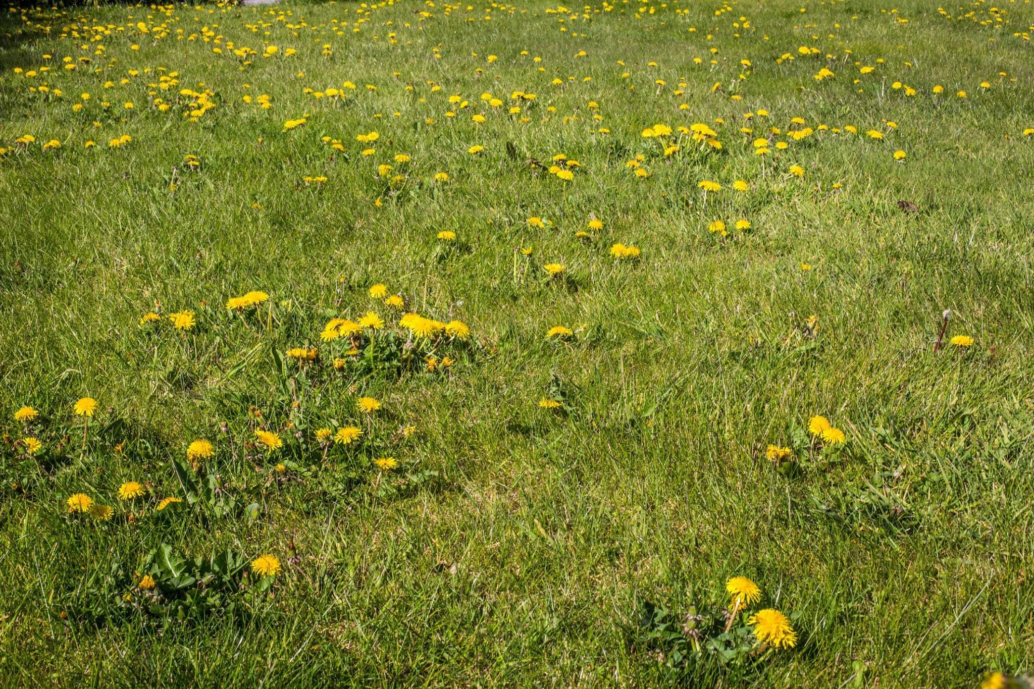 Paardenbloemen in een gazon staat erg rommelig