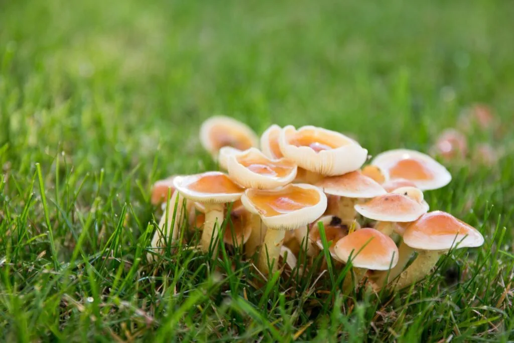 Paddenstoelen in een gazon als gevolg van schimmels in de bodem