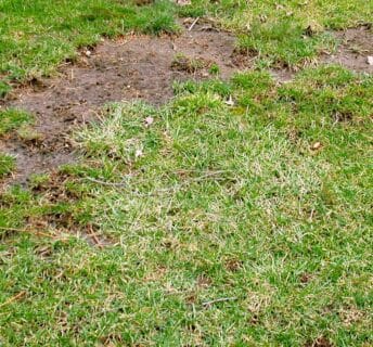 Een gazon dat is aangetast door mos en kale plekken