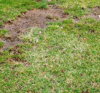 Een gazon dat is aangetast door mos en kale plekken