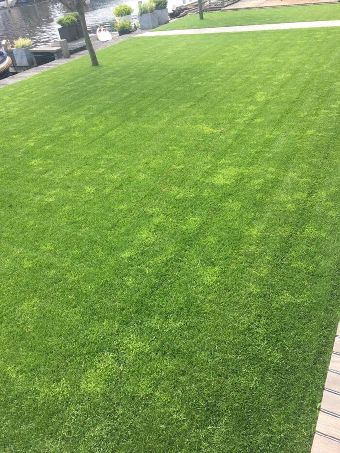 Lichte straatgras plekken vallen flink op in een gazon