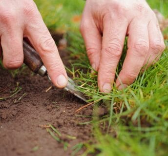 Kale plekken in het gazon herstellen door gras aan te drukken in de grond