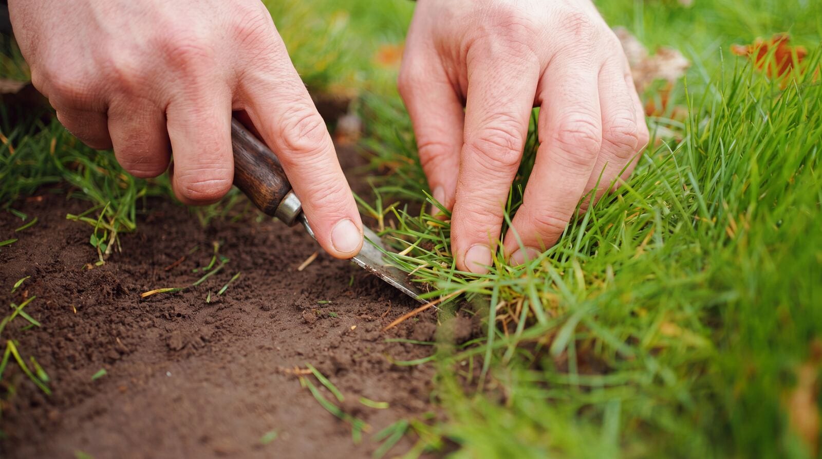 Kale plekken in het gazon herstellen door gras aan te drukken in de grond